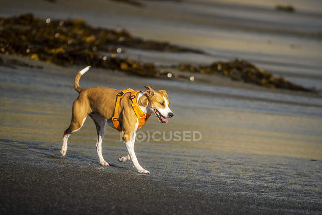 A dog wearing a harness walking on the beach at Houghton Bay; New Zealand — Stock Photo