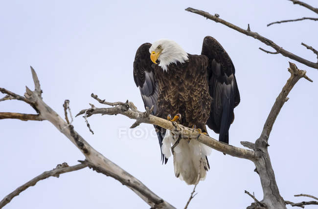 American Eagle appollaiato su un albero contro un cielo blu e guardando giù — Foto stock
