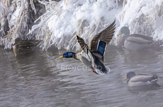 Duck landing on water with ducks at a snowy shoreline; — Stock Photo