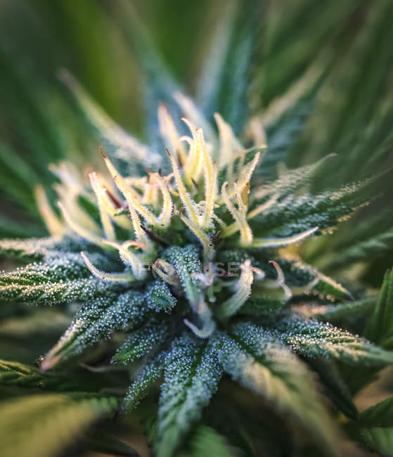 Primo piano di una pianta di cannabis in maturazione con tricomi visibili; Marina, California, Stati Uniti d'America — Foto stock