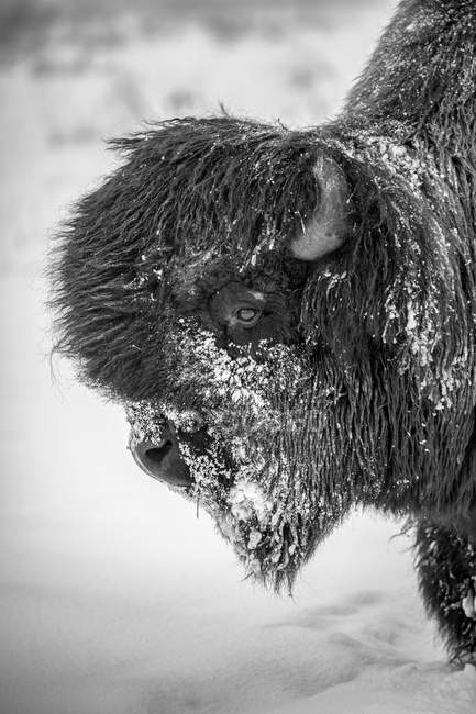 Großer, schneebedeckter Bullenholzbison (Bisonbison athabascae), alaska Wildtierschutzzentrum; portage, alaska, vereinigte staaten von amerika — Stockfoto