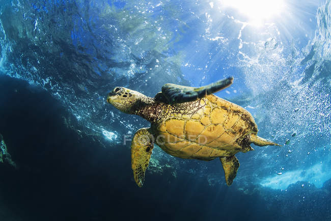 Tortue de mer verte d'Hawaï (Chelonia mydas) nageant dans des eaux claires et bleues avec coups de soleil ; Makena, Maui, Hawaii, États-Unis d'Amérique — Photo de stock