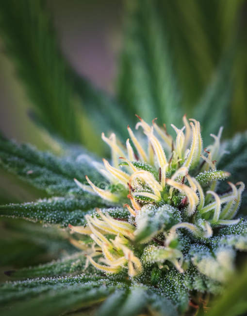 Nahaufnahme einer heranreifenden Cannabispflanze und Blüten mit sichtbaren Trichomen; Marina, Kalifornien, Vereinigte Staaten von Amerika — Stockfoto