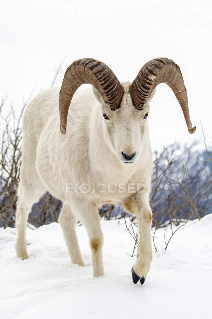 Dall carneiro ovelhas vagueia e se alimenta no Windy Point durante o inverno nevado, Alaska, Estados Unidos da América — Fotografia de Stock