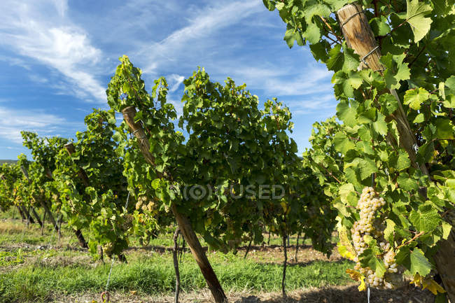 Rows of white grapevines with dramatic clouds and blue sky in the background, Piesport, Germany — Stock Photo