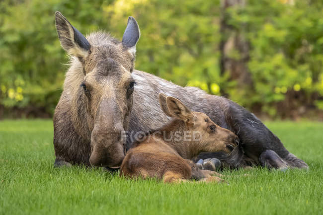 Malerischer Blick auf den großen Bullen Elch mit Jungtier, das im Gras liegt — Stockfoto