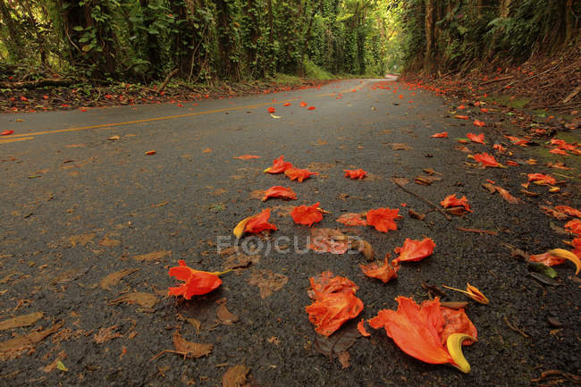 Flowers scattered on the road on the Big Island of Hawaii, Island of Hawaii, Hawaii, United States of America — Stock Photo