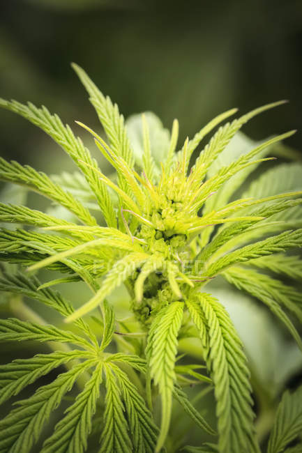 Gros plan d'une jeune plante et de fleurs de cannabis mâle, Marina, Californie, États-Unis d'Amérique — Photo de stock