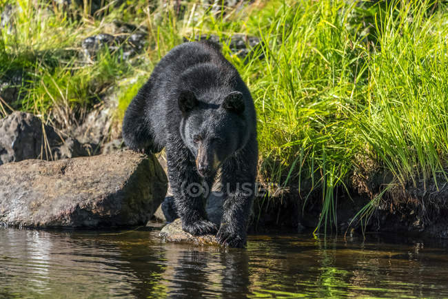 Schwarzbär beobachtet Fische vom Ufer aus — Stockfoto