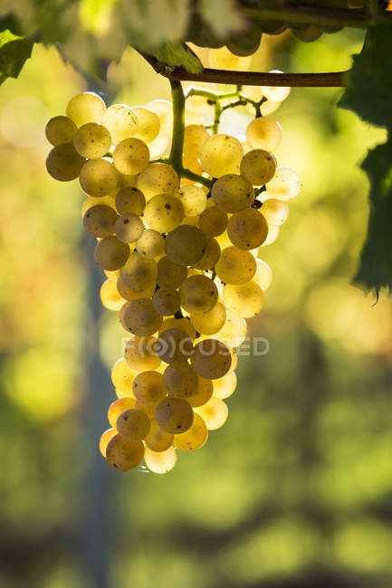 Primer plano del racimo de uvas blancas colgadas de la vid y retroiluminadas por la luz solar, Piesport, Alemania - foto de stock