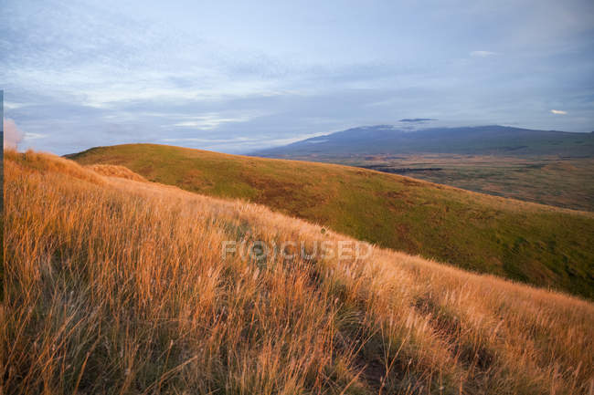Трава и полевые цветы на склонах горы Кохала с Мауна-Кеа вдалеке, остров Гавайи, Гавайи, США — стоковое фото
