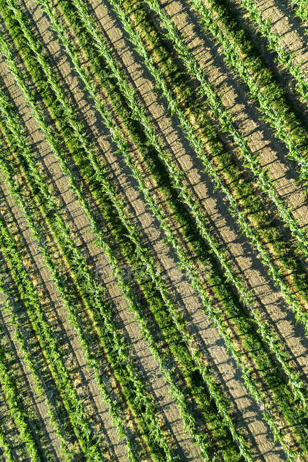 Aerial view looking straight down on rows of grapevines; Vineland, Ontario, Canada — Stock Photo