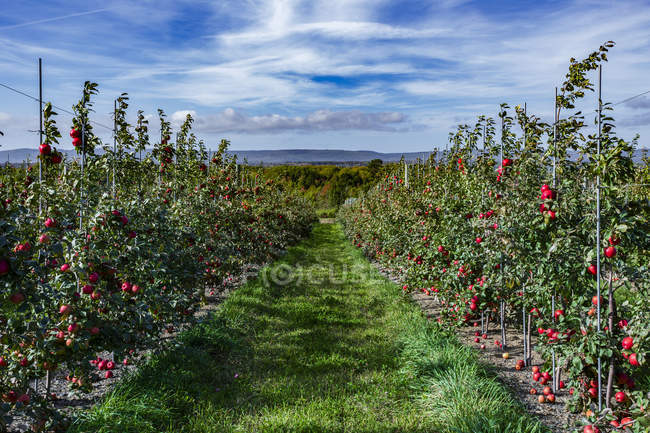 Honeycrisp apples in an orchard; Annapolis Valley, Nova Scotia, Canada — Stock Photo