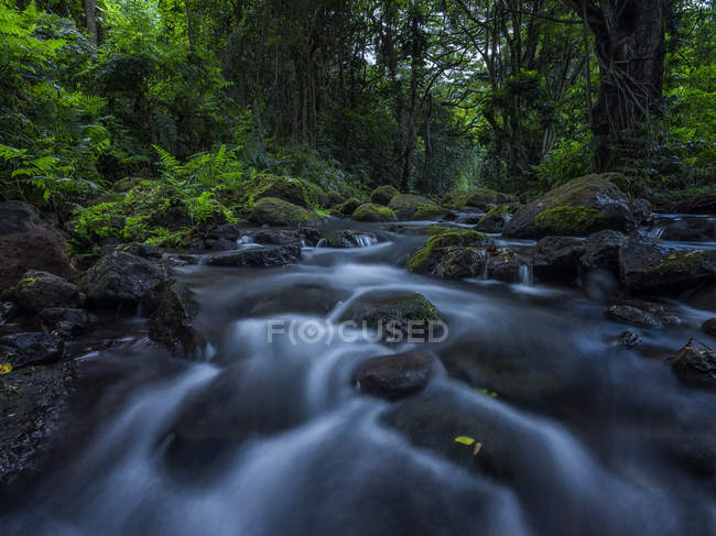 Flusso che scorre attraverso la lussureggiante vegetazione in una foresta pluviale alle Hawaii; Oahu, Hawaii, Stati Uniti d'America — Foto stock