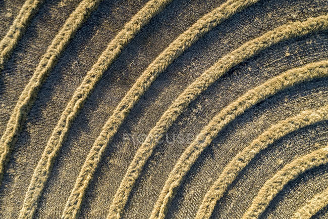 Aerial view of lines of cut canola in a field, West of Beiseker; Alberta, Canada — Stock Photo