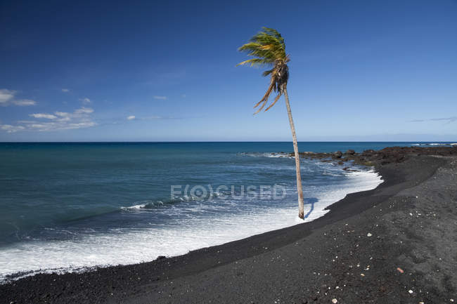 Palma solitaria sul bordo dell'acqua di una spiaggia di sabbia nera, Pueo Bay, costa nord di Kona; Kailua-Kona, isola delle Hawaii, Hawaii, Stati Uniti d'America — Foto stock