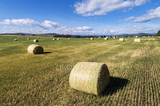 Balles de foin dans un champ coupé avec des contreforts, des montagnes, un ciel bleu et des nuages en arrière-plan, à l'ouest de High River, Alberta, Canada — Photo de stock