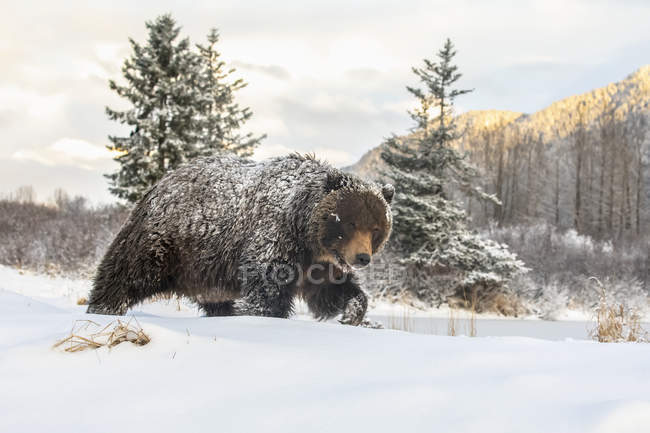 Grizzly bear in the snow at wild nature — Stock Photo