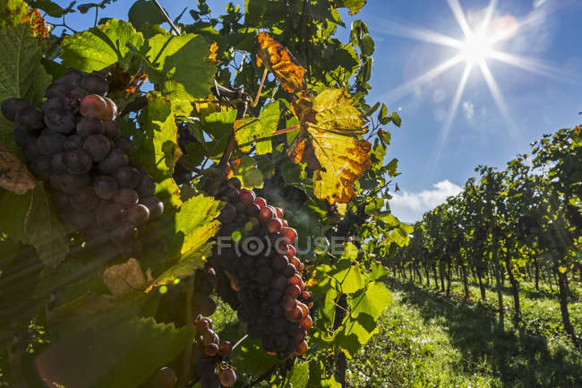 Primo piano di grappoli di uva rossa appesi alla vite in filari di vigneto con cielo azzurro e irruzione di sole nel cielo, Piesport, Germania — Foto stock