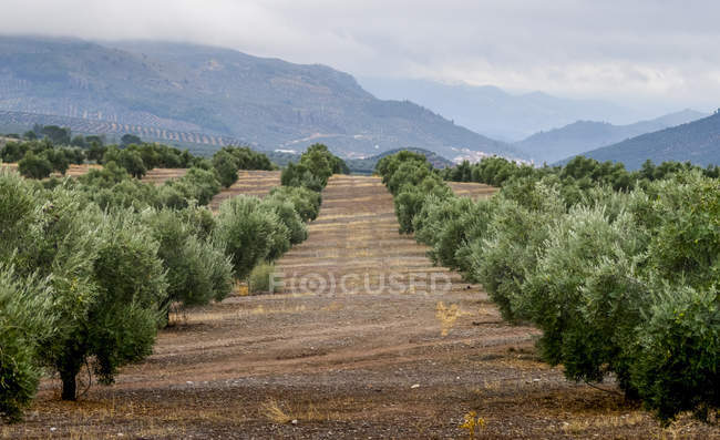 Granja de olivos; Vianos, provincia de Albacete, España - foto de stock