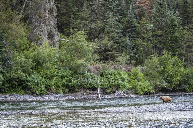 Pesca oso pardo en el río Taku; Atlin, Columbia Británica, Canadá - foto de stock