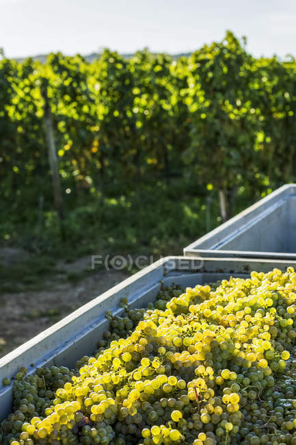 Grappoli di uva bianca in un bidone con una vigna sullo sfondo; Bernkastel-Kues, Germania — Foto stock