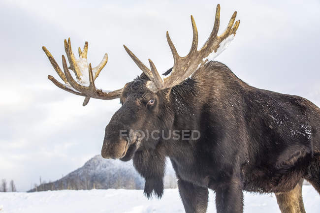 Пейзаж большого быка, стоящего в зимнем снегу — стоковое фото