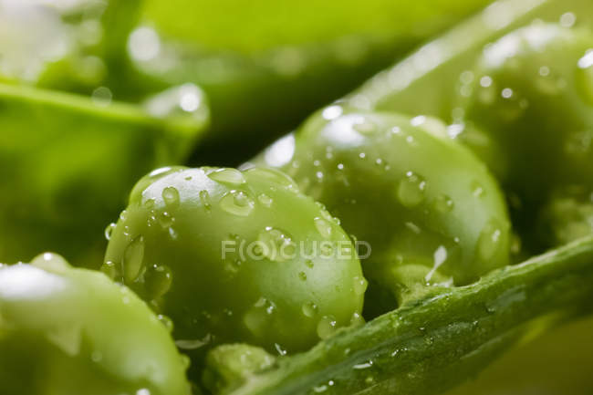 Peas in a pod covered with water droplets; Canada — Stock Photo