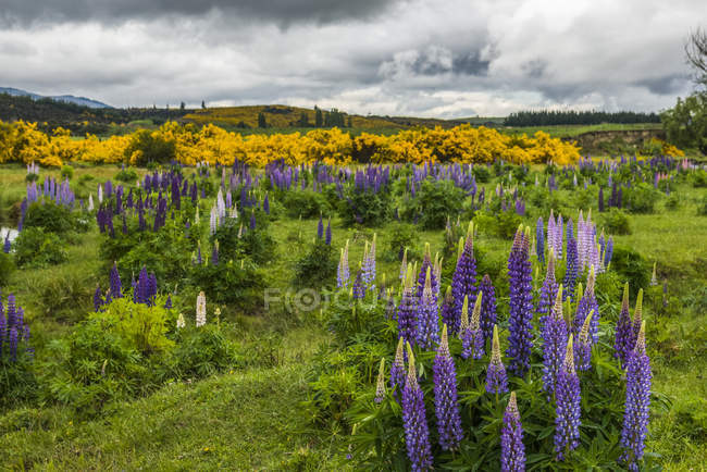 Colorful green pasture with blue lupines at the Eglinton River Valley; South Island, New Zealand — Stock Photo