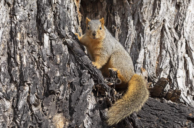 Rotfuchshörnchen im Baum, wildes Leben — Stockfoto