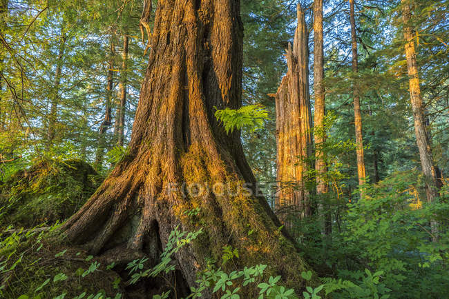 Forêt ancienne avec épinette de Sitka et pruche, forêt nationale des Tongass, sud-est de l'Alaska ; Alaska, États-Unis d'Amérique — Photo de stock