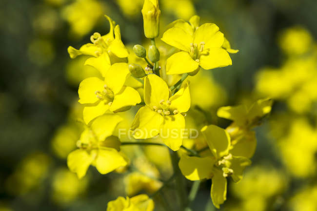Close-up of a flowering canola plant; Beiseker, Alberta, Canada — стокове фото