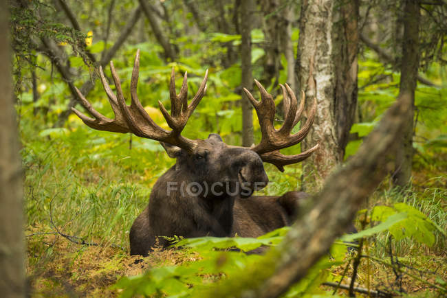 Vista panorámica del alce toro grande en la hierba en el bosque - foto de stock