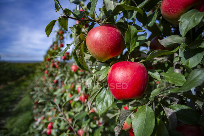 Manzanas nítidas en un huerto, Valle de Annapolis, Nueva Escocia, Canadá - foto de stock