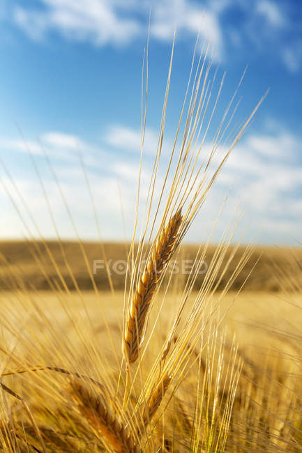 Gros plan de têtes de blé doré dans un champ de collines, de ciel bleu et de nuages, au nord de Calgary ; Alberta, Canada — Photo de stock