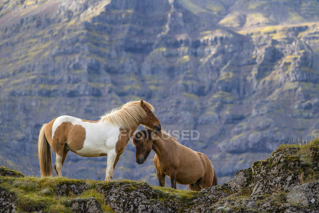 Красиві ісландські коні на дикій природі в Ісландії — стокове фото