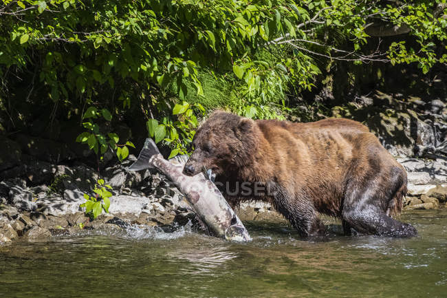 Grizzly bear fishing in river and holding fish — Stock Photo