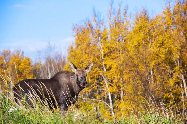 Vista panorámica del alce toro grande en la hierba en el bosque - foto de stock
