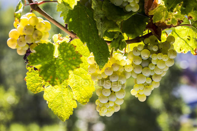 Primo piano dei grappoli di uve bianche appesi alla vite, Piesport, Germania — Foto stock
