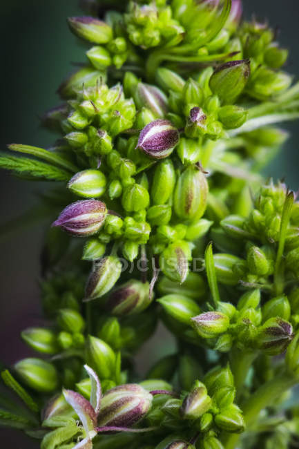 Primo piano di una giovane pianta maschile di cannabis, fiori e semi; Marina, California, Stati Uniti d'America — Foto stock
