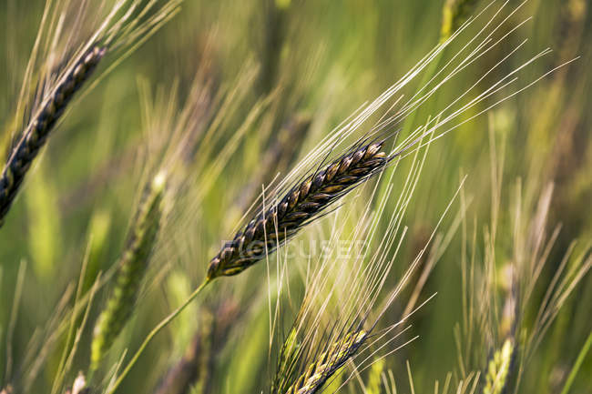 Gros plan de la tête de blé einkorn sauvage dans un champ ; Erickson, Manitoba, Canada — Photo de stock