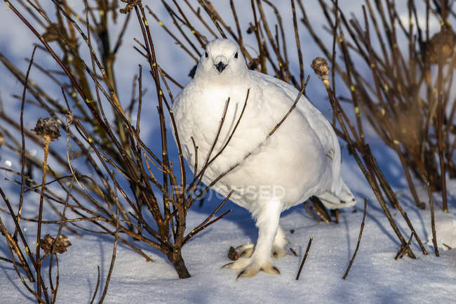 Willow Ptarmigan standing in snow under a tree with white winter plumage — Stock Photo