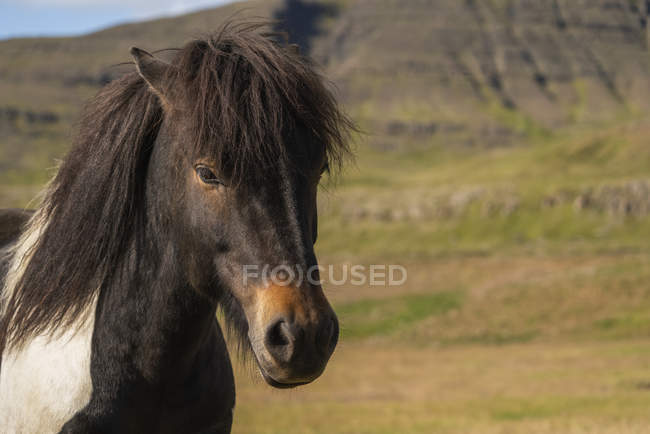 Caballo islandés en el paisaje natural, Islandia - foto de stock
