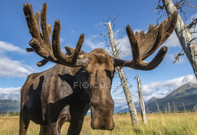 Scenic view of big bull moose looking at camera in field — Stock Photo
