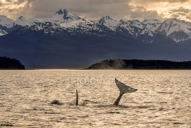 Balene assassine (Orcinus orca), noto anche come Orca, nuotare al crepuscolo nel passaggio interno del canale Lynn con le montagne Chilkat sullo sfondo, Alaska, Stati Uniti d'America — Foto stock