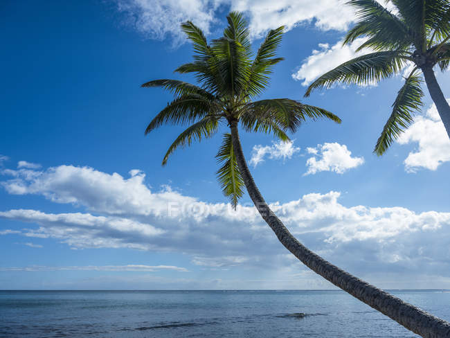 Palm trees along the shoreline; Oahu, Hawaii, United States of America — Stock Photo