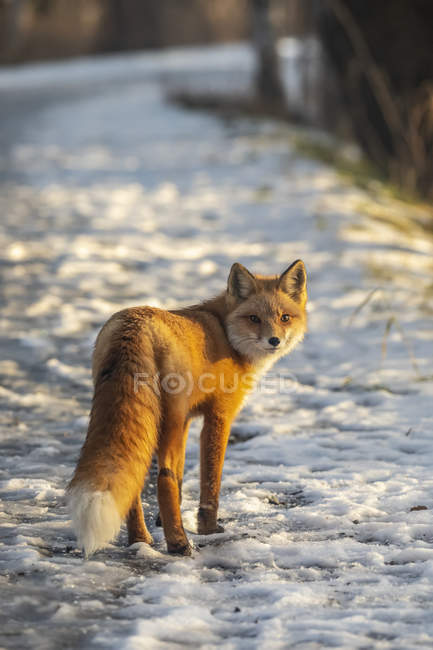 Mignon renard rouge dans la neige d'hiver — Photo de stock