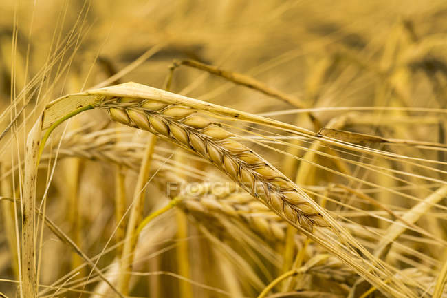 Primer plano de las cabezas de cebada dorada en un campo, al sur de Calgary; Alberta, Canadá - foto de stock