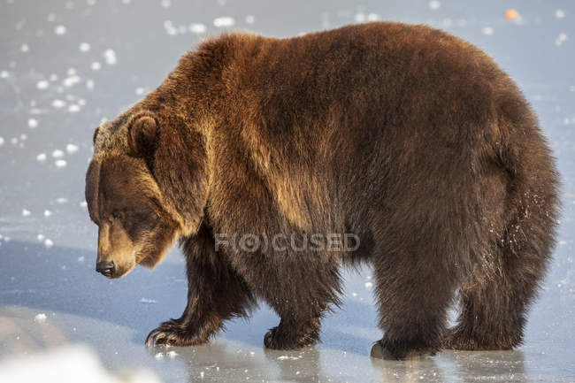 Reife Grizzlybärinnen laufen auf Eis — Stockfoto