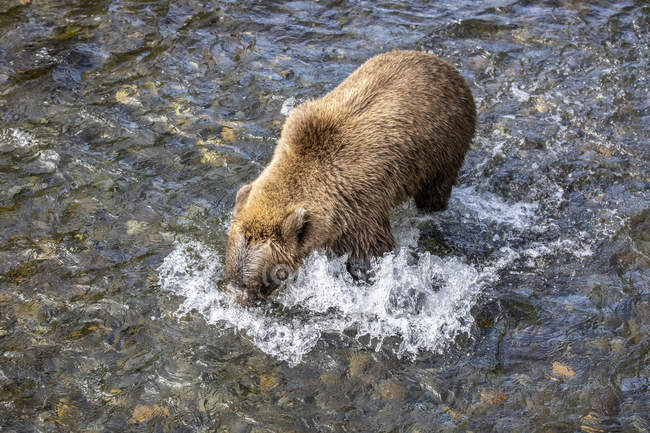 Un ours brun pêche pendant les montaisons estivales de saumon dans la rivière Russian, près de Cooper Landing, dans le centre-sud de l'Alaska ; Alaska, États-Unis d'Amérique — Photo de stock